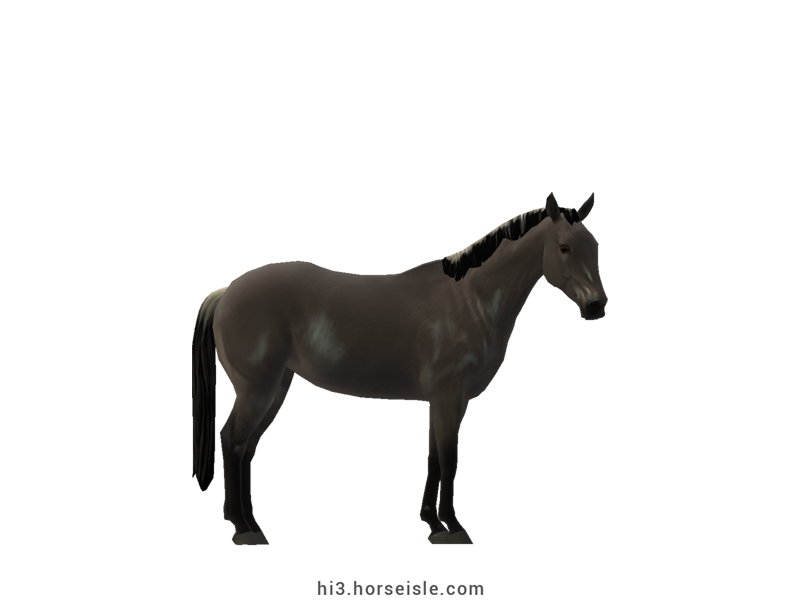 Australian Stock Horse Slate Grulla Coat